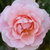 Pink - Old garden roses - Fritz Nobis®